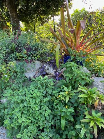 Jardin Des Anges-Bungalows Creoles Et Studio Le Moule Luaran gambar