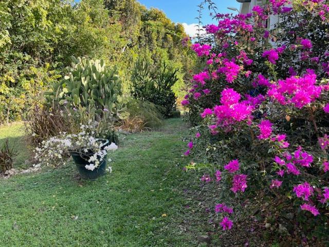 Jardin Des Anges-Bungalows Creoles Et Studio Le Moule Luaran gambar
